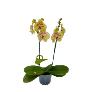 Orquídea "Albufeira" 2 varas