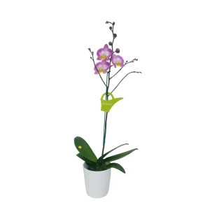 Orquídea "SUNCA" Mediana con varas laterales