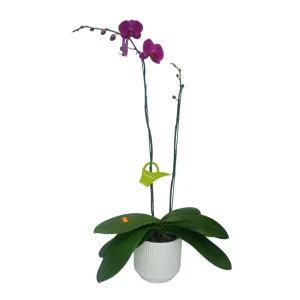 Orquídea "QUEENSTOWN" 2 varas Premium