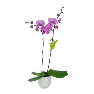 Orquídea «Minneapolis» 2 varas