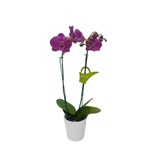 Orquídea "PINK LEOPARD" 2 varas