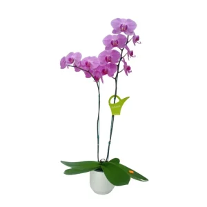 Orquídea «Minneapolis» 2 varas