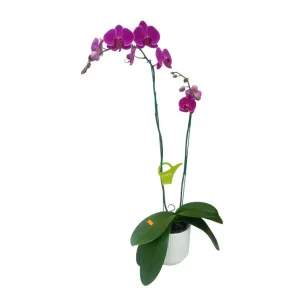 Orquídea "QUEENSTOWN" 2 varas Premium