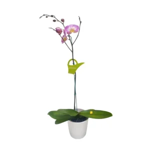 Orquídea "SUNCA" Mediana