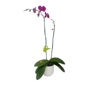 Orquídea "QUEENSTOWN" 2 varas Premium