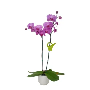 Orquídea «Minneapolis» 2 varas