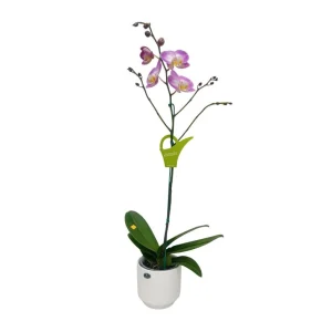Orquídea "SUNCA" Mediana con varas laterales