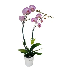 Orquidea "Krakow" 2 varas Premium