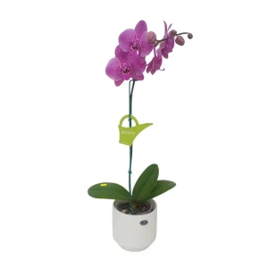 Orquídea "PINK LEOPARD" Mediana