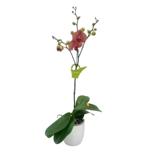 Orquidea "GOLDEN LEOPARD" con varas laterales