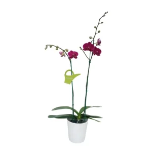 Orquídea "BLOEMFONTEIN" 2 varas