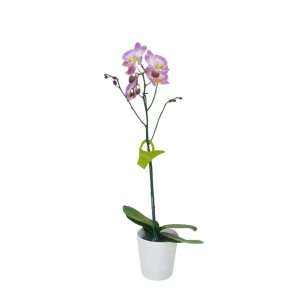 Orquídea "SUNCA" Mediana