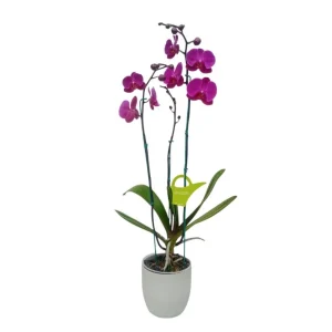 Orquídea "LUSAKA" 3 varas Super Premium