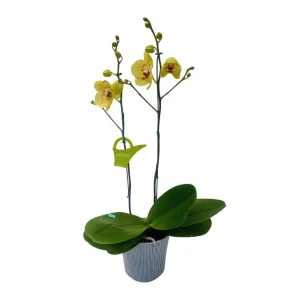 Orquídea "Albufeira" 2 varas Premium