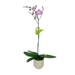 Orquídea "SUNCA" Mediana