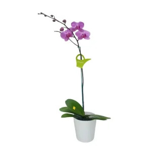 Orquídea «Minneapolis» Mediana