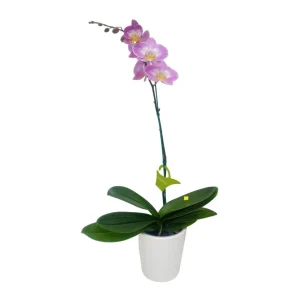 Orquídea "SUNCA" Mediana