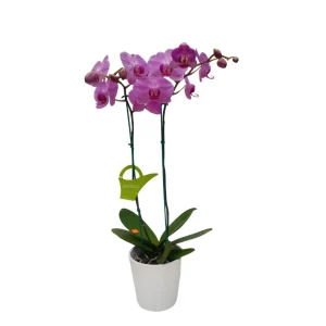 Orquídea «Minneapolis» 2 varas