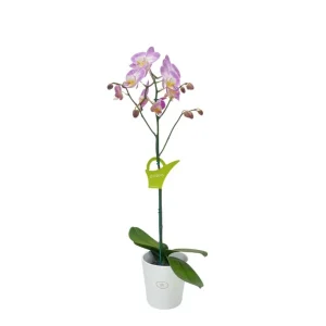 Orquídea "SUNCA" Mediana con varas laterales