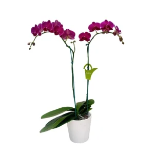 Orquídea "BLOEMFONTEIN" 2 varas