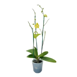 Orquídea "Savona" 3 Varas Super Premium