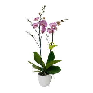 Orquídea "Savona" 3 Varas Super Premium