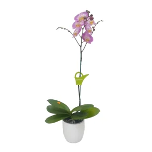 Orquídea "SUNCA" con varas laterales