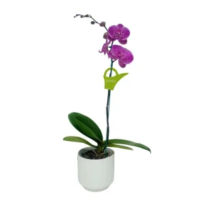 Orquídea "PINK LEOPARD" Mediana