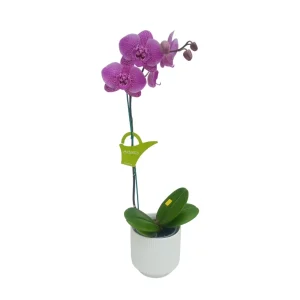 Orquídea "PINK LEOPARD" Mediana
