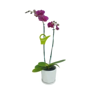 Orquídea "BLOEMFONTEIN" 2 varas