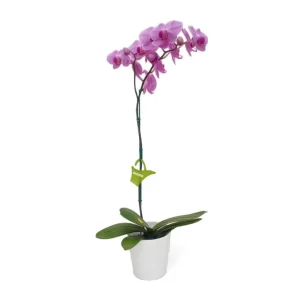 Orquídea «Minneapolis» Mediana