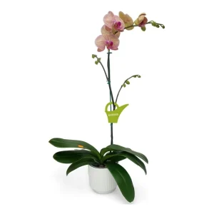 Orquidea "GOLDEN LEOPARD" con varas lateral