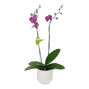 Orquídea "PINK LEOPARD" 2 varas Premium
