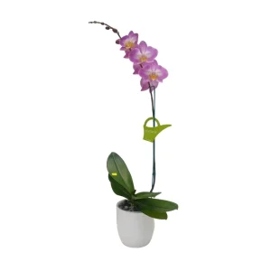 Orquídea "SUNCA" Mediana