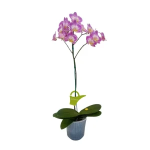 Orquídea "SUNCA" Mediana