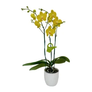 Orquídea "Savona" 3 Varas Super Premium
