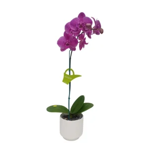 Orquídea "PINK LEOPARD" Mediana