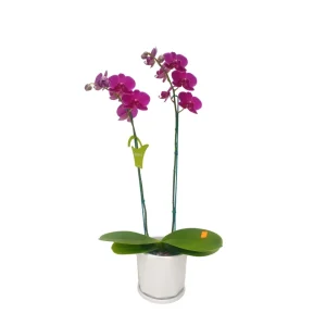 Orquídea "BLOEMFONTEIN" 2 varas