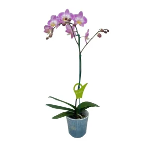 Orquídea "SUNCA" Mediana con varas laterales