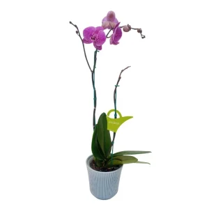 Orquídea "PINK LEOPARD" 2 varas