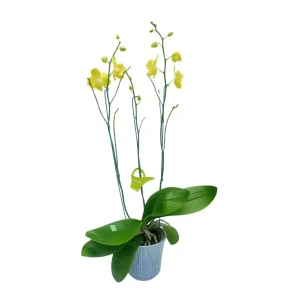 Orquídea "Savona" 3 Varas Super Premium