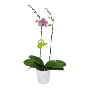 Orquídea "GOTTEBORG" 2 varas Premium