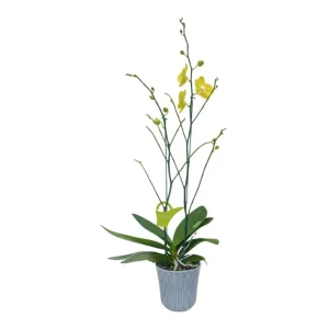 Orquídea "Savona" 2 Varas Premium Ramificada