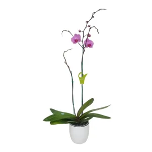 Orquídea «Minneapolis» 2 varas Premium Ramificada