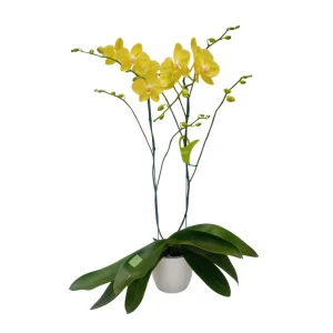 Orquídea "Savona" 2 Varas Premium Ramificada