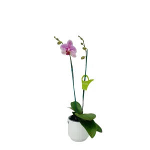 Orquídea "GOTTEBORG" 2 Varas