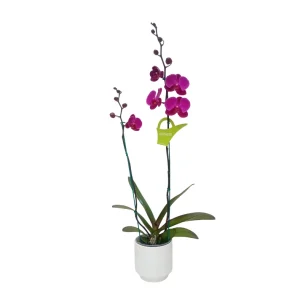 Orquídea "LUSAKA" 2 varas Premium