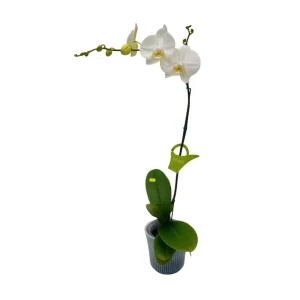 Orquídea "Cambridge" Mediana