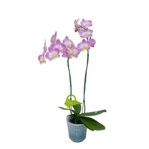 Orquídea "SUNCA" 2 varas