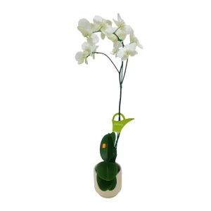 Orquídea "Cambridge" Mediana con varas lateral